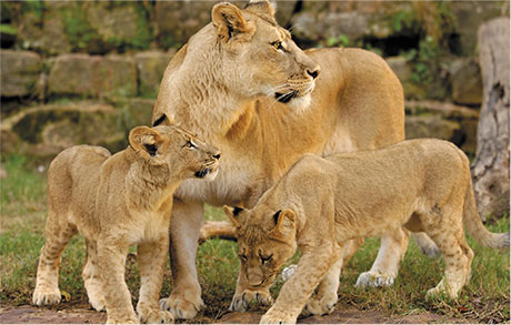 Lions at the Fort Worth Zoo