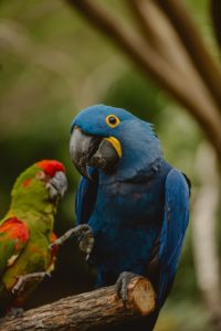 Image of Blue Macaw sitting on branch